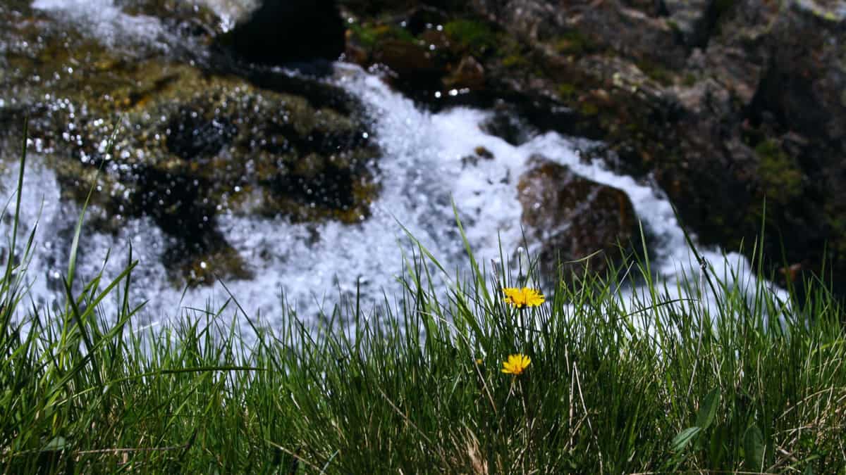 Mountain stream in a meadow